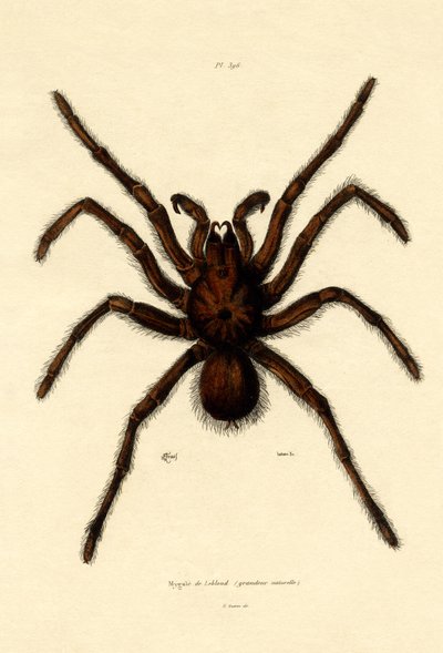 Tarantula by French School